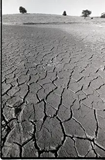 Arid Prints: Dry Cracked Pond