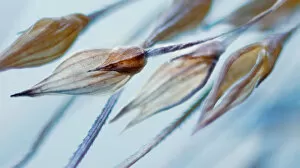 Images Dated 17th September 2010: Dry grass seeds