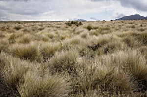 Images Dated 2nd September 2015: Dry grass on Shira Plateau, Kilimanjaro National Park, Lemosho trail