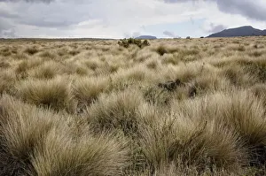Dry grass on Shira Plateau, Kilimanjaro National Park, Lemosho trail