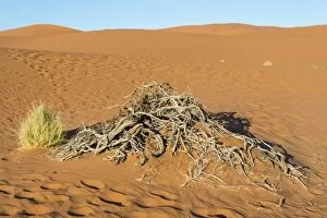 Images Dated 3rd September 2012: Dry plants, Sossusvlei, Namib Desert, Namibia