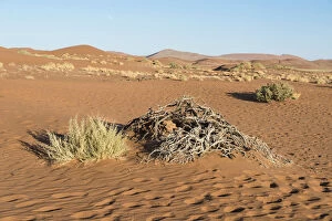 Images Dated 3rd September 2012: Dry plants, Sossusvlei, UNESCO World Heritage Site, Namib Desert, Namibia