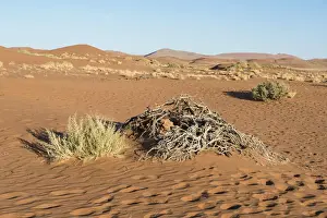 Dried Up Prints: Dry plants, Sossusvlei, UNESCO World Heritage Site, Namib Desert, Namibia