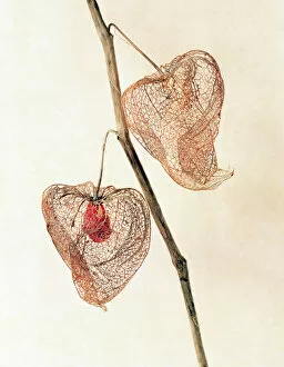 Muriel de Seze Fine Art Gallery: Dry Seeds of chinese lantern
