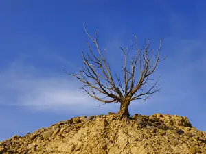 Fell Prints: Dry tree in Bardenas Reales, Navarre, Spain, Europe