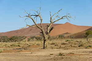 Dry tree in the dunes, Sossusvlei, Namib Naukluft Park, Namibia