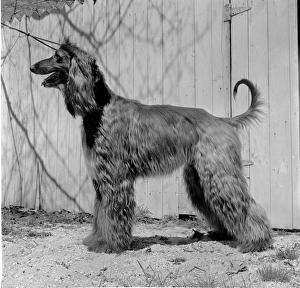 Images Dated 11th November 2014: Drying The Dog