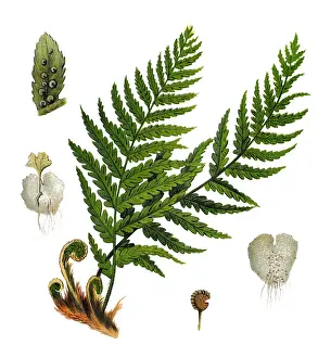 Dryopteris filix-mas, the male fern