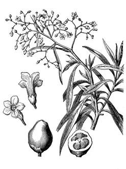 Duboisia myoporoides, or Corkwood