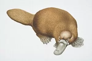 Mammals Gallery: Duck-billed Platypus, Ornithorhynchus anatinus, front view