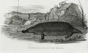 Duck Billed Water Mole (Platypus)