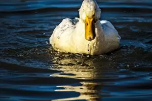 Images Dated 24th October 2012: Duck on golden pond