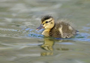 Images Dated 7th April 2010: Ducklings, Mallard Duck -Anas plathyrhynchos-