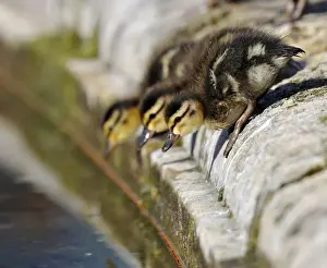 Worried Prints: Ducklings, Mallard Duck -Anas plathyrhynchos- about to leap into the water