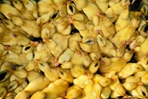 Ducklings at the market of Hoi An, Vietnam, Southeast Asia