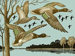 Illustratio Prints: Ducks Flying