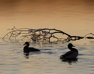 Ducks and frozen branch at sunset