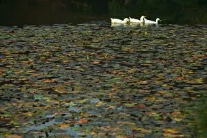Ducks on lake in park near Ryoanji Garden, Kyoto, Honshu, Japan
