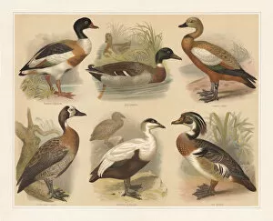 Images Dated 8th April 2018: Ducks, lithograph, published in 1897