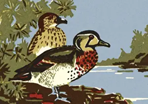 Ecology Prints: Two Ducks Standing by Water