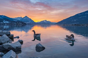 Ducks swimming in Lake Interlaken