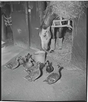 Ducks Watching a Horse Eat