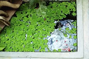 Images Dated 28th February 2016: Duckweed and fish in a home pond