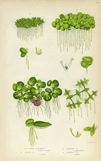 Images Dated 15th June 2016: Duckweed, Lemnoideae, Bayroot, Victorian Botanical Illustration