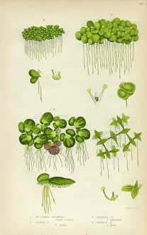 Stem Prints: Duckweed, Lemnoideae, Bayroot, Victorian Botanical Illustration