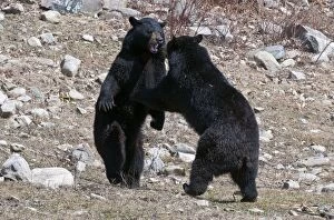 Images Dated 9th April 2011: Dueling Black Bears