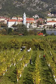 Vinyard Prints: Duernstein, view over vineyards near Rossatz and the Danube river
