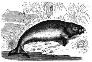 Dugong (Dugong dugon)