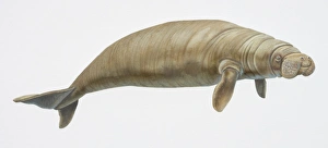 Images Dated 19th May 2006: Dugong, side view