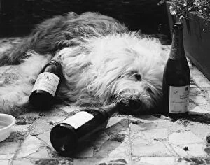 Funny Animal Prints Gallery: Dulux Dog Drunk