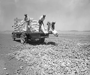 Glendale Prints: Dumping Potatoes