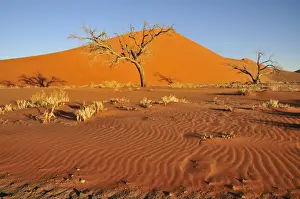 Dried Up Prints: Dune 45 near Sossusvlei, Namib Desert, Namib Naukluft Park, Namibia, Africa