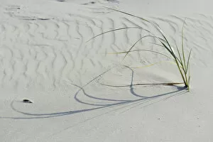 Images Dated 3rd October 2014: Dune with beach grass -Ammophila arenaria-, Vlieland, province of North Holland, The Netherlands