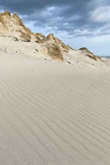 Jutland Gallery: Dune with beachgrass, Ringkobing Fjord, Nymindegab, Jutland, Denmark