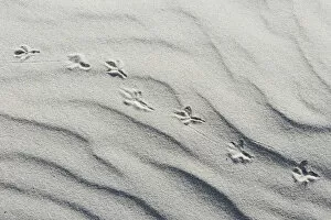 Images Dated 3rd October 2014: Dune with bird tracks, Vlieland, province of North Holland, The Netherlands