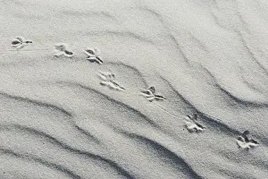 Trace Prints: Dune with bird tracks, Vlieland, province of North Holland, The Netherlands