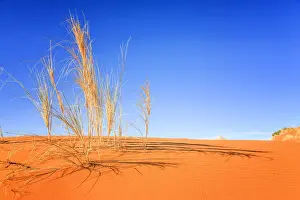 Open Space Prints: Dune grass on the crest of a red dune of Sossousvlei at daybreak providing long shadows