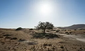 Desert Oasis Collection: Dune landscape with oasis, Sossusvlei, Namib-Skeleton Coast National Park, Namibia
