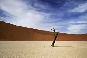 Images Dated 10th January 2011: dune, life, Barren, Arid, Isolated, heat, red dunes, hot