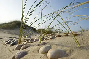 Spanish Prints: Dunes, Conil de la Frontera, Costa de la Luz, Andalusia, Spain, Europe