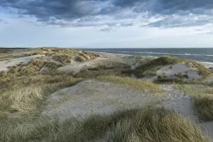 Jutland Gallery: Dunes along the North Sea, Ringkobing Fjord, Nymindegab, Jutland, Denmark