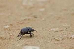 Crawling Gallery: Dung beetle -Scarabaeidae- at Addo Elephant Park, South Africa