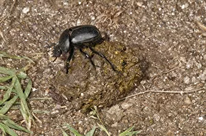 Dung Beetle -Scarabaeus semipunctatus- forming a ball of sheep dung, Lake Kerkini region, Greece, Europe