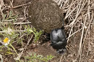 Dung Beetle -Scarabaeus semipunctatus- rolling a ball of sheep dung, Lake Kerkini region, Greece, Europe