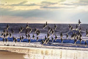 Large Group Of Animals Collection: Dunlin in Flight Against Blue Waves and Beach at Jones Beach, Long Island