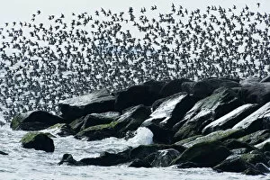 Images Dated 2nd February 2017: Dunlin flight over jetty